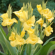 Canna 'Yellow'